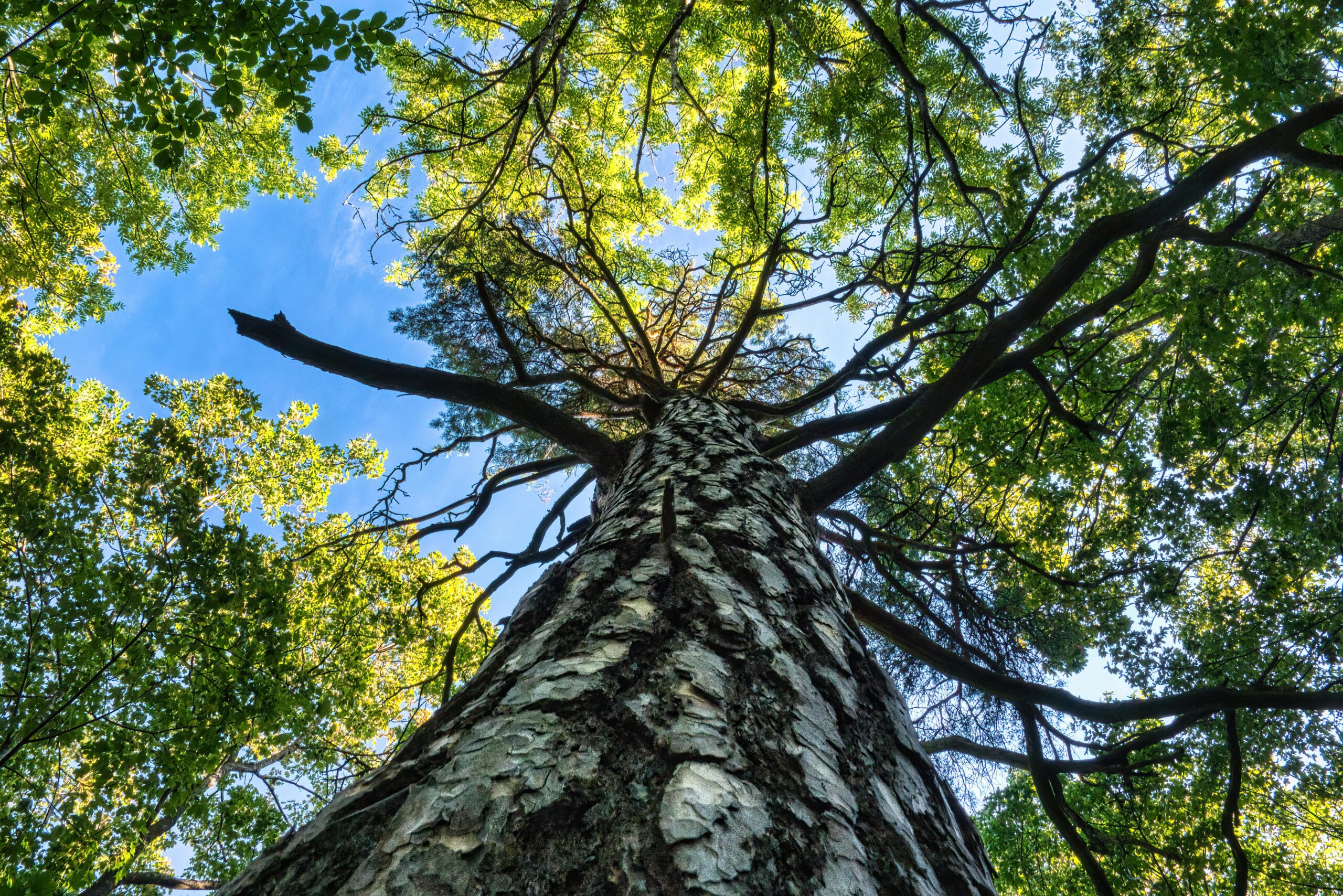 Pine tree bark natural extract